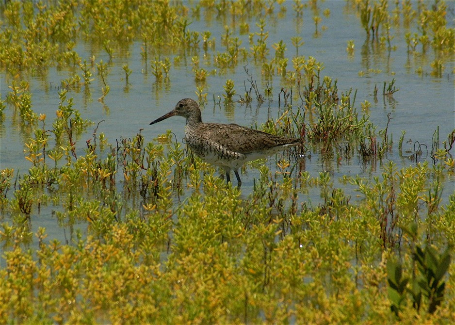 willet-01.jpg   (938x670)   232 Kb                                    Click to display next picture